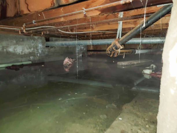 Best Flood damage cleanup  in College Park, MD